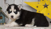 AKC Registered Siberian Husky For Sale Millersburg, OH Male- Chester