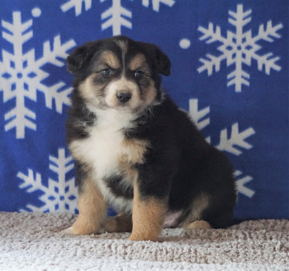 Australian Shepherd For Sale Wooster, OH Male - Skipper -RED TRI-