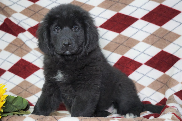 AKC Registered Newfoundland Puppy For Sale Dalton, OH Female- Pixie