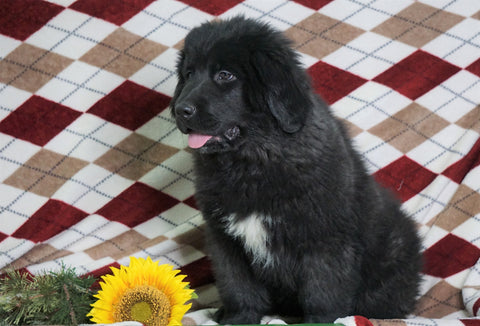AKC Registered Newfoundland Puppy For Sale Dalton. OH Male- Max
