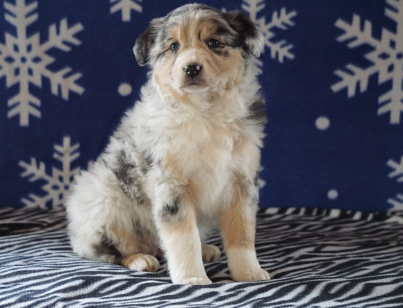 Australian Shepherd For Sale Wooster, OH Female - Daisy