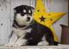 AKC Registered Siberian Husky For Sale Millersburg, OH Female- Lily