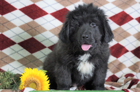AKC Registered Newfoundland Puppy For Sale Dalton, OH Female- Bella