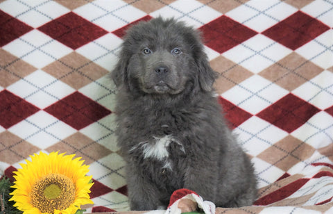 AKC Registered Newfoundland Puppy For Sale Dalton, OH Male- Clay