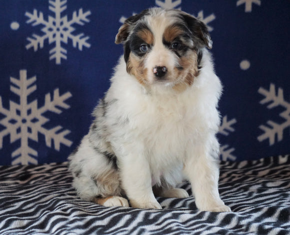 Australian Shepherd For Sale Wooster, OH Female - Trixie