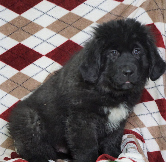 AKC Registered Newfoundland Puppy For Sale Dalton, OH Male- Roscoe