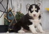 AKC Registered Siberian Husky For Sale Millersburg, OH Female- Bella