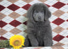 AKC Registered Newfoundland Puppy For Sale Dalton, OH Female- Chloe