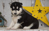 AKC Registered Siberian Husky For Sale Millersburg, OH Female- Daisy