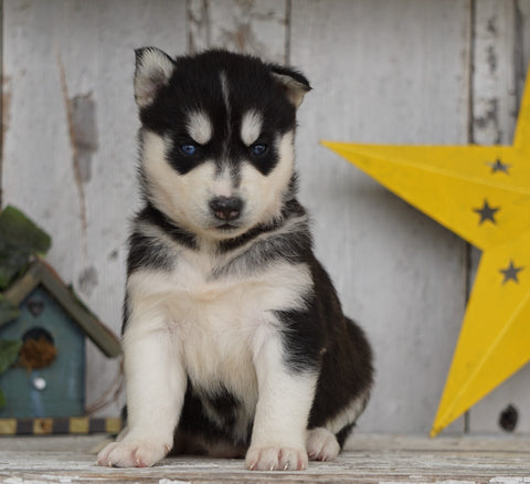 AKC Registered Siberian Husky For Sale Millersburg, OH Female- Daisy