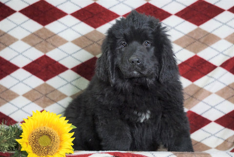 AKC Registered Newfoundland Puppy For Sale Dalton, OH Female- Lexi