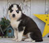 AKC Registered Siberian Husky For Sale Millersburg, OH Female- Sally