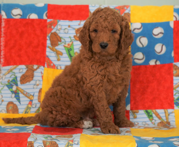 F1B Standard Goldendoodle For Sale Holmesville, OH Male - Oscar