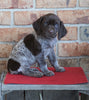 AKC German Shorthaired Pointer For Sale Millersburg, OH Female- Oakley