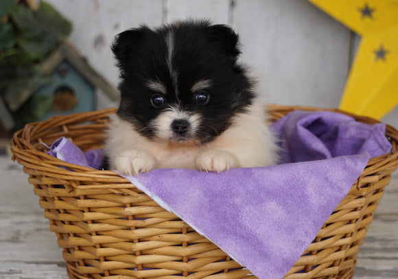 ACA Registered Pomeranian For Sale Millersburg, OH Male- Dakota