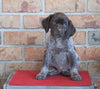 AKC German Shorthaired Pointer For Sale Millersburg, OH Female- Oakley