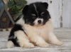 ACA Registered Pomeranian For Sale Millersburg, OH Male- Dakota