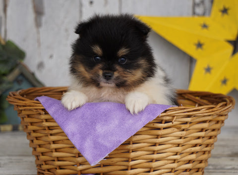 ACA Registered Pomeranian For Sale Millersburg, OH Male- Duke