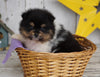 ACA Registered Pomeranian For Sale Millersburg, OH Male- Duke