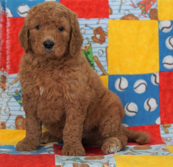 F1B Standard Goldendoodle For Sale Holmesville, OH Male - Roscoe