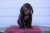 AKC German Shorthaired Pointer For Sale Millersburg, OH Male- Hawkeye