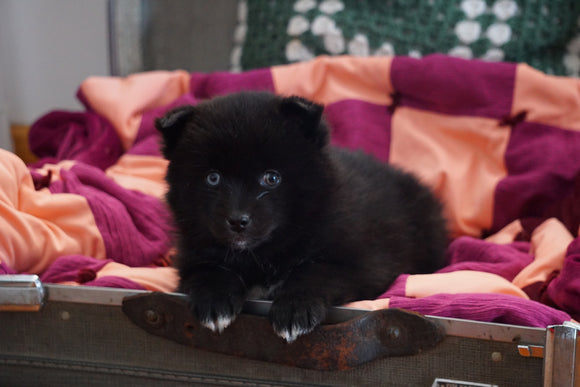 Pomsky For Sale Fredericksburg, OH Female- Sophie