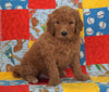 F1B Standard Goldendoodle For Sale Holmesville, OH Male - Roscoe