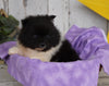 ACA Registered Pomeranian For Sale Millersburg, OH Male- Tucker