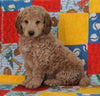F1B Mini Goldendoodle For Sale Holmesville OH Male- Baker