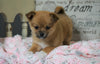 Pomeranian Mix For Sale Holmesville, OH Female- Ginger