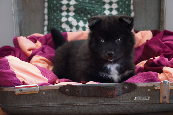 Pomsky For Sale Fredericksburg, OH Male- Blackie