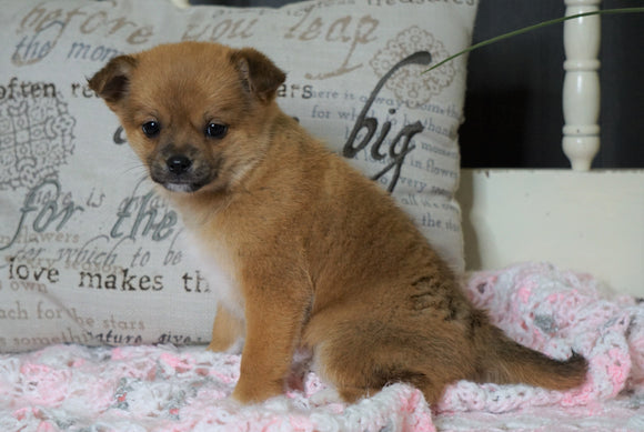 Pomeranian Mix For Sale Holmesville, OH Female- Ginger