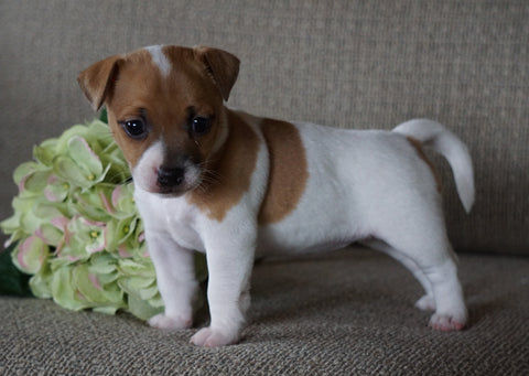 Jack Russell Terrier For Sale Applecreek, OH Female- Skye