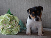 Jack Russell Terrier For Sale Applecreek, OH Male- Bouncer
