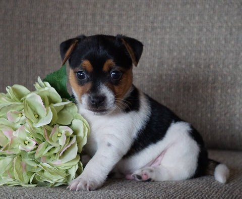 Jack Russell Terrier For Sale Applecreek, OH Male- Bouncer