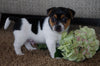 Jack Russell Terrier For Sale Applecreek, OH Male- Bouncer
