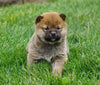 AKC Registered Shiba Inu For Sale Dundee, OH Male- Clifford