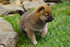 AKC Registered Shiba Inu For Sale Dundee, OH Male- Clifford