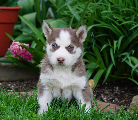 AKC Registered Siberian Husky For Sale Millersburg, OH Female- Roxy