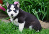 AKC Registered Siberian Husky For Sale Millersburg, OH Male- Chief