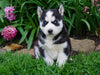 AKC Registered Siberian Husky For Sale Millersburg, OH Male- Chief