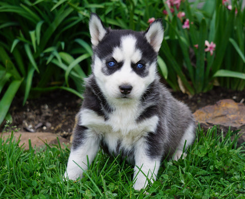 AKC Registered Siberian Husky For Sale Millersburg, OH Female- Cora