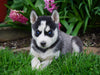 AKC Registered Siberian Husky For Sale Millersburg, OH Female- Poppy