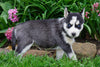 AKC Registered Siberian Husky For Sale Millersburg, OH Female- Poppy