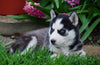 AKC Registered Siberian Husky For Sale Millersburg, OH Female- Rayne