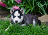 AKC Registered Siberian Husky For Sale Millersburg, OH Female- Bonnie
