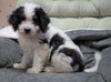 Mini Bernedoodle For Sale Millersburg, OH Female - Molly