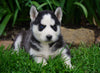 AKC Registered Siberian Husky For Sale Millersburg, OH Female- Bonnie