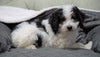 Mini Bernedoodle For Sale Millersburg, OH Female - Molly