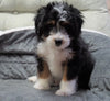 Mini Bernedoodle For Sale Millersburg, OH Male - Ollie